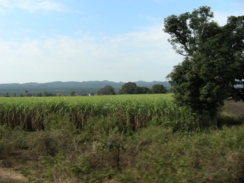 Sugarcane Fields: Lush green sugar fields greet us upon entering Doon valley, with picturesque mountain in the background. 