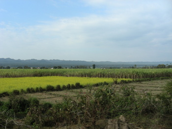 Cane & Mustard: Sugarcane and mustard are two main crops of Doon valley, besides the famous rice. 