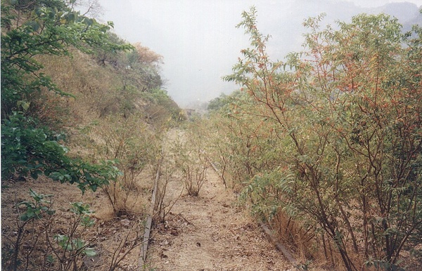 cs4_mhc_6march04.jpg