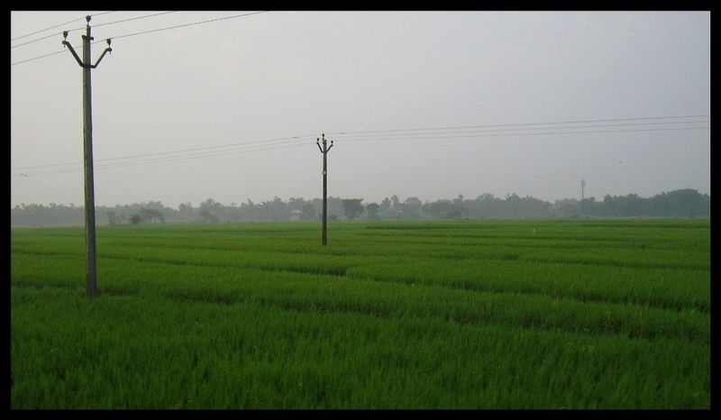 Greenery before Chowhatta