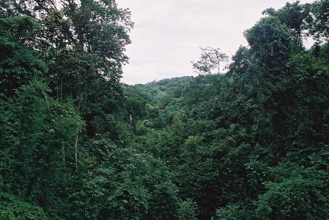 The impenetrable tropical forest of the Hill Section