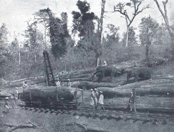 Timber Loading in Cochin State Forest Tramway