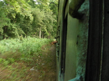 Teak Forest: Passing through the teak forests of Rajaji National Forest right before Raiwala Jn.  The road runs parallel to the 