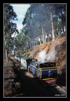 ooty-forest1