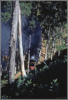 nilgiri-express-forest