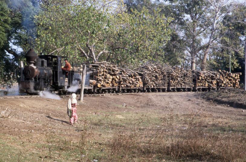 Logs being hauled in the Changa Manga forest