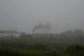 Batasia Fog