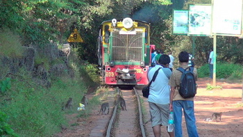 Man, monkeys seen – all seem to be welcoming the colourful toy train.  (Arzan Kotval)