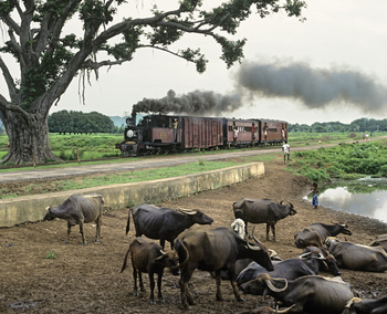 Gunupur train and buffalo herd