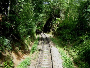 In the Hill Section the jungle is within touching distance of the train