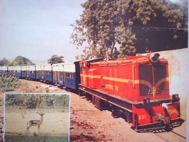 zdm5_chinkara_gwalior_sheokhala.jpg