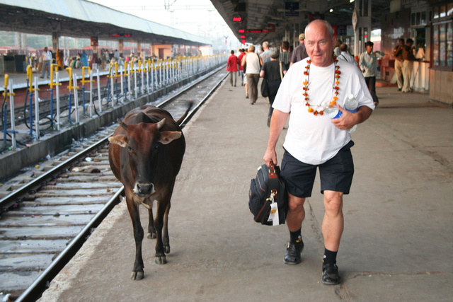 jhansi with cow