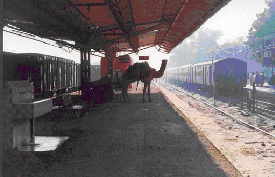 camel at Bikaner