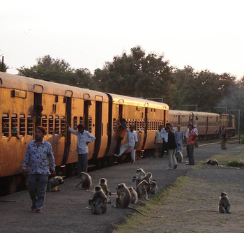 Sasangir Langurs