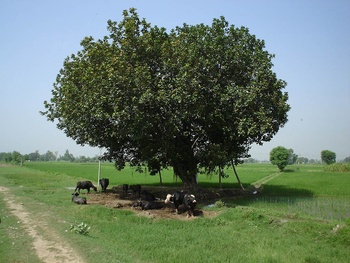 15_banyan.jpg