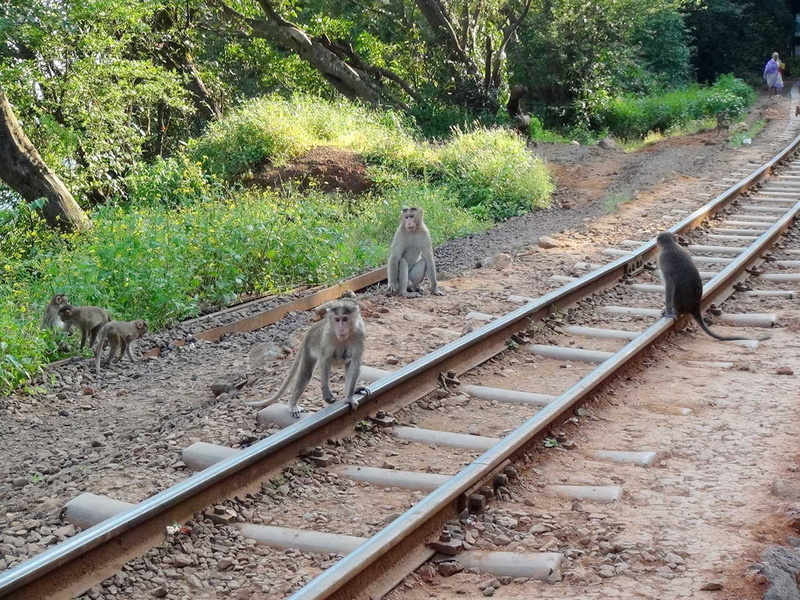 WHAT ARE THEY UPTO – Gangmen protecting the rails ? (Arzan Kotval)