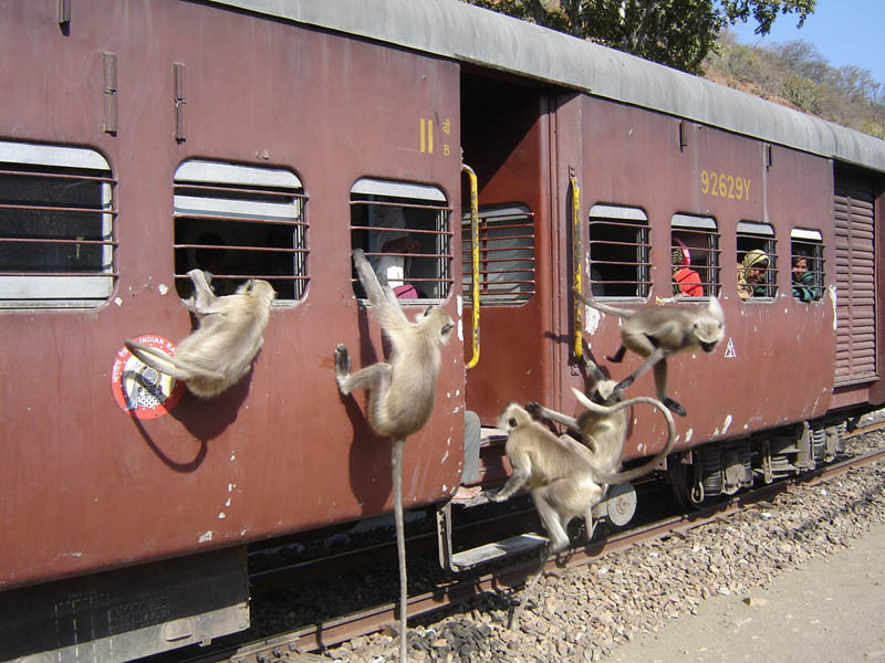 Leaping Langurs